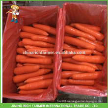 Специальная новая красная морковь